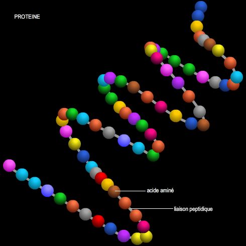 1100050-Protéine_structure_primaire